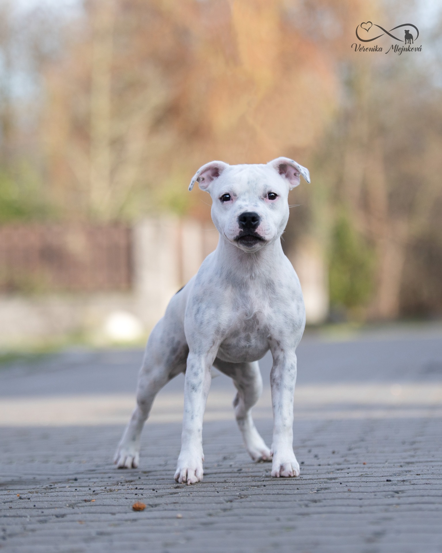 Olivie - Go Crazy Girl My Divines